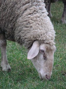 450px-German_ewe_grazing_closeup